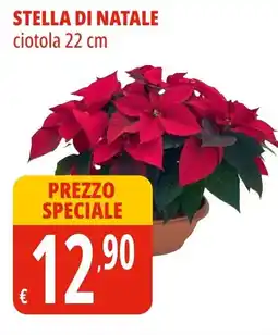 Tigros Stella di natale offerta