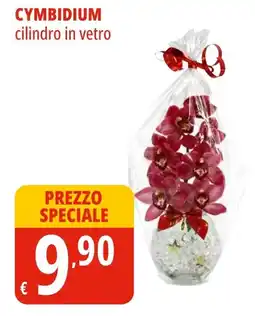 Tigros Cymbidium offerta