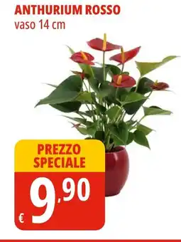 Tigros Anthurium rosso vaso 14 cm offerta