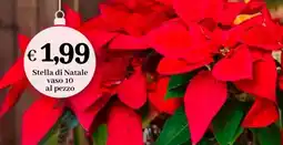 èccoMI Stella di Natale offerta