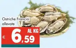 Altasfera Ostriche Francia allevate offerta