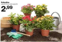 In'S Mercato Kalandiva offerta