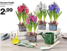 In'S Mercato Giacinto 3 bulbi offerta