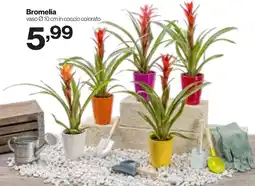 In'S Mercato Bromelia offerta