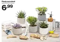 In'S Mercato Piante succulenti offerta