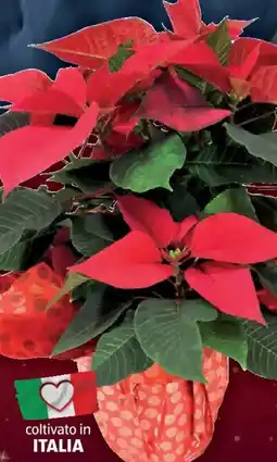 ALDI Stella di natale colore mix offerta