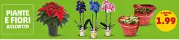 PENNY Piante e fiori offerta