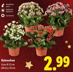 Lidl Kalanchoe offerta