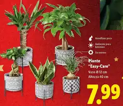 Lidl Piante "Easy-Care" offerta