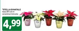 DPiù Stella di natale offerta