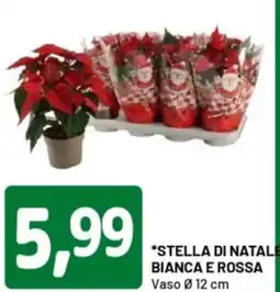 DPiù Stella di natale bianca e rossa offerta