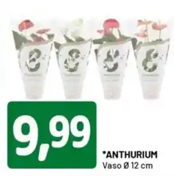 DPiù Anthurium offerta
