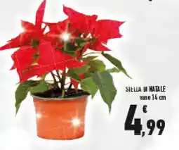 Conad Superstore Stella di natale offerta