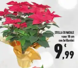 Conad Superstore Stella di natale offerta