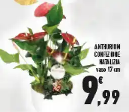 Conad Superstore Anthurium confezione natalizia offerta