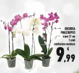 Conad Superstore Orchidea phalenopsis offerta