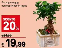 Iper La Grande Ficus ginsegng con coprivaso in legno offerta