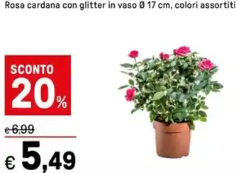 Rosa cardana con glitter in vaso