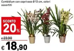 Iper La Grande Cymbidium con coprivaso offerta