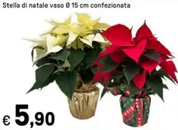 Iper La Grande Stella di natale vaso offerta