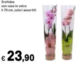 Iper La Grande Orchidea con vaso in vetro offerta