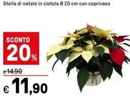 Iper La Grande Stella di natale in ciotola offerta