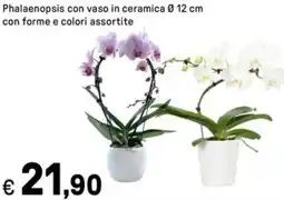 Iper La Grande Phalaenopsis con vaso in ceramica offerta