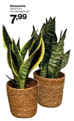 In'S Mercato Sansevieria vaso 12 vaso 12 cm, offerta