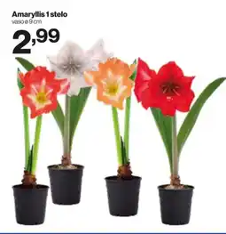 In'S Mercato Amaryllis 1 stelo offerta