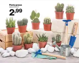 In'S Mercato Pianta grassa vaso 10,5 cm offerta