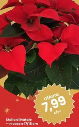 Eurospar Stella di Natale offerta