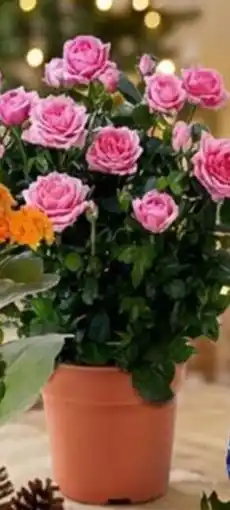 Famila Pianta Roselline vaso 14 offerta