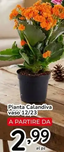 Famila Pianta Calandiva vaso 12/23 offerta