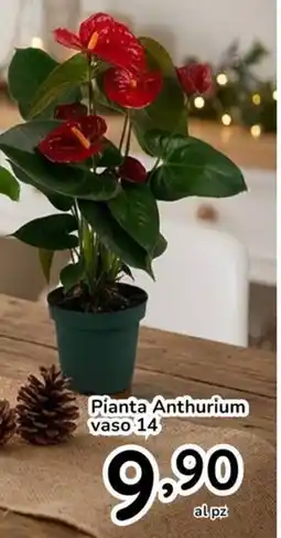 Famila Pianta Anthurium vaso 14 offerta