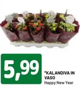 DPiù Kalandiva in vaso offerta
