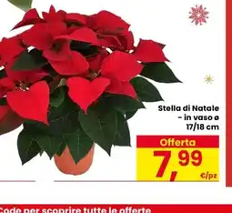 Despar Stella di Natale - in vaso offerta