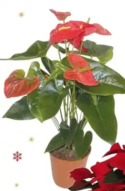 Despar Anthurium - in vaso ø offerta