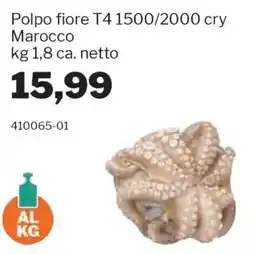 GrosMarket Polpo fiore T4 1500/2000 cry Marocco offerta