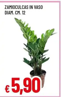 Famila Zamioculcas in vaso offerta