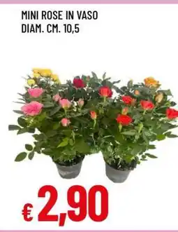 Famila MINI ROSE IN VASO offerta
