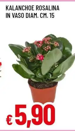 Famila Kalanchoe Rosalina offerta