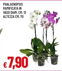 Famila Phalaenopsis ramificata offerta