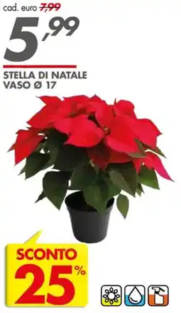 Italmark Stella di natale vaso ø 17 offerta