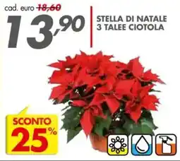 Italmark Stella di natale 3 talee ciotola offerta