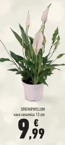 Conad Superstore Spathiphyllum offerta