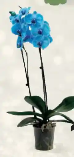 Conad Superstore Orchidea blu offerta