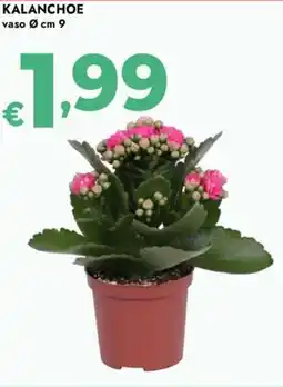 Bennet Kalanchoe offerta