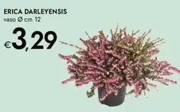 Bennet Erica darleyensis offerta