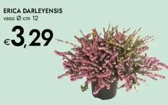 Bennet Erica darleyensis offerta