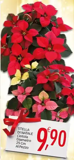 Crai Stella di natale offerta